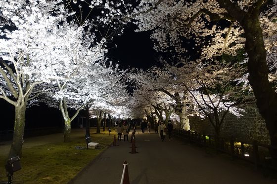 金沢城 夜桜