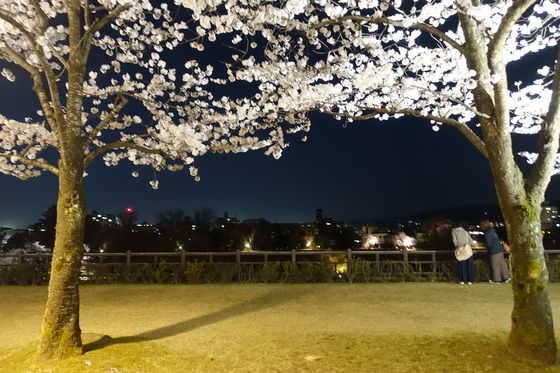 金沢城公園 夜桜