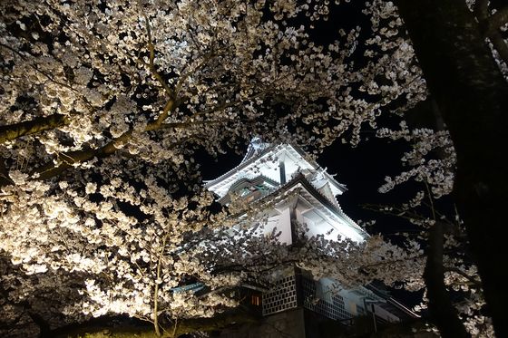 金沢城 桜 ライトアップ