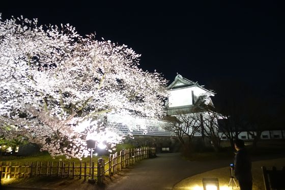 金沢城 夜桜ライトアップ