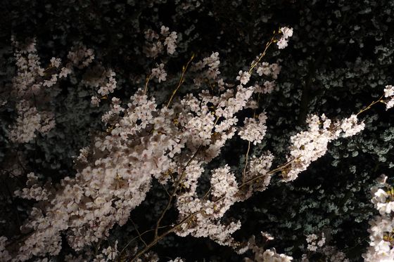 金沢城公園 夜桜ライトアップ