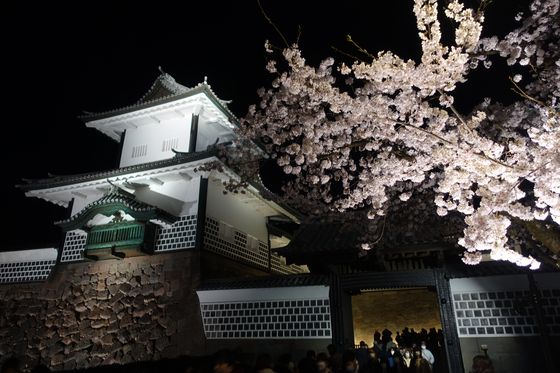 金沢城公園 桜 ライトアップ