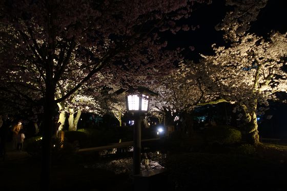金沢市 春 ライトアップ