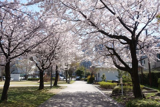 金沢 桜並木