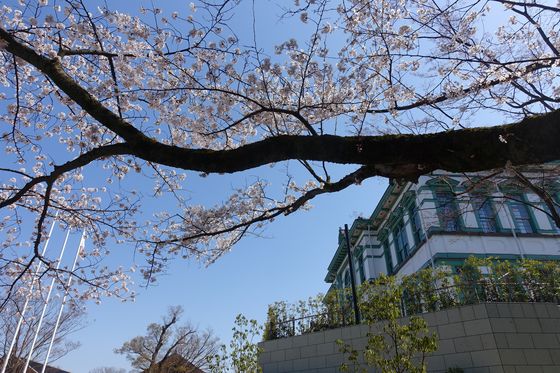 金沢 桜