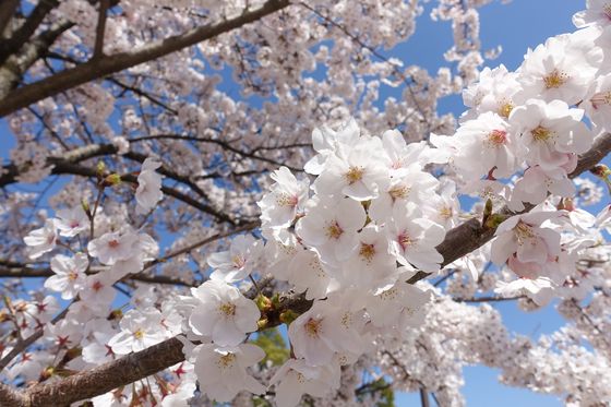 文化の森 金沢 桜