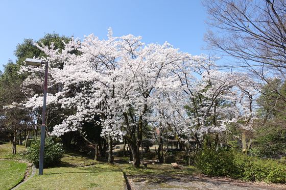 長坂みはらし公園 桜