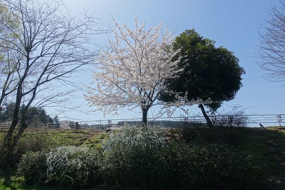 金沢 公園 桜