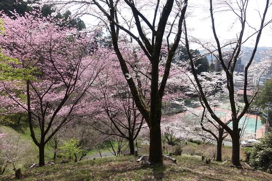 永山公園 青梅 桜