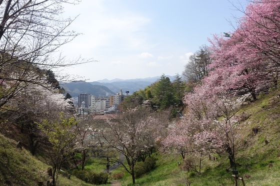 永山公園 桜