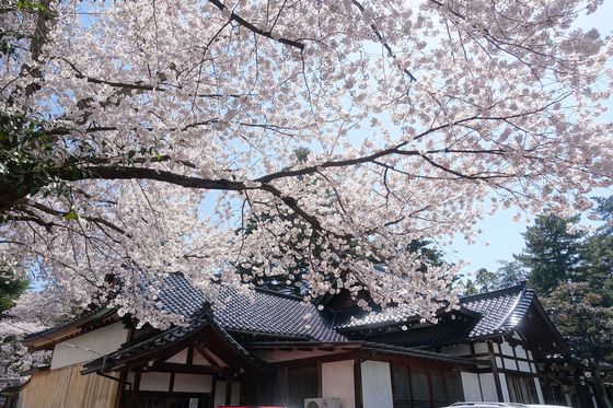 金沢 尾山神社 桜