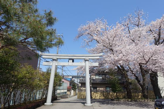 尾山神社 桜