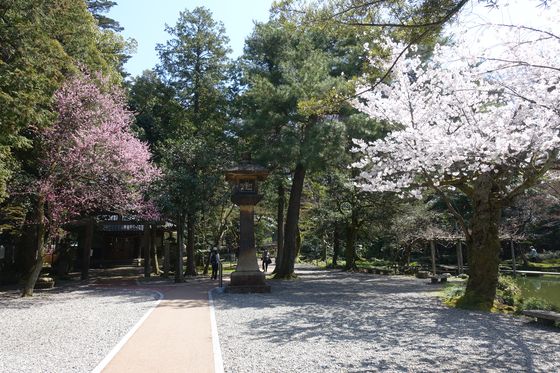 金沢 桜