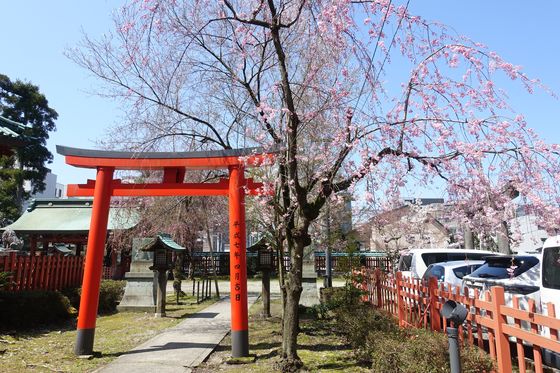尾崎神社 しだれ桜