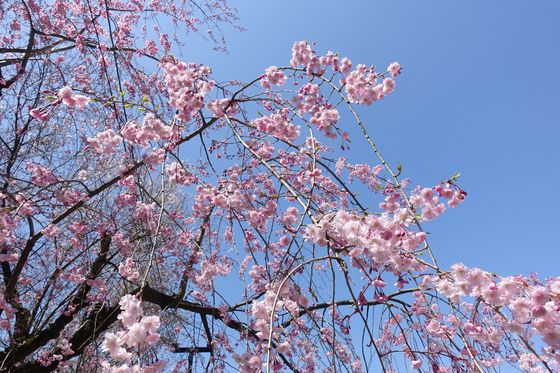 尾崎神社 枝垂れ桜