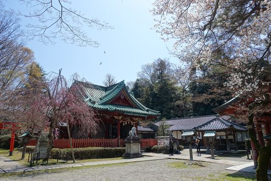 尾崎神社 金沢 桜