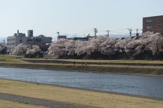 金沢市 川 桜