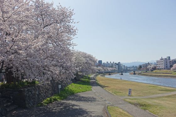 犀川 桜 