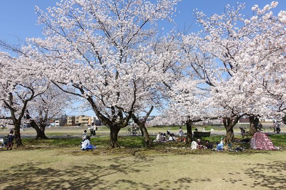 犀川緑地 桜