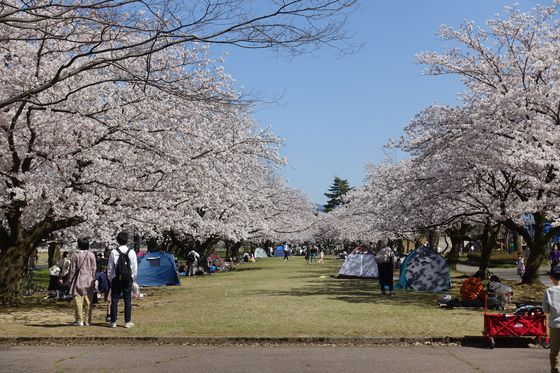 犀川緑地公園 桜