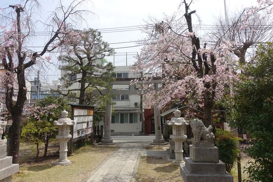 桜 三谷八幡神社
