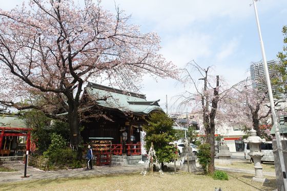 品川区 神社 桜