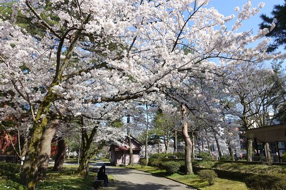 いしかわ四高記念公園 桜