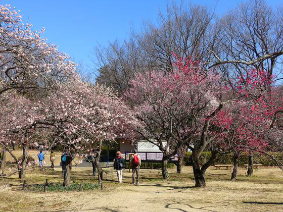 国営武蔵丘陵森林公園 梅