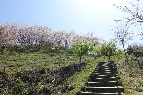 高尾城 金沢 桜