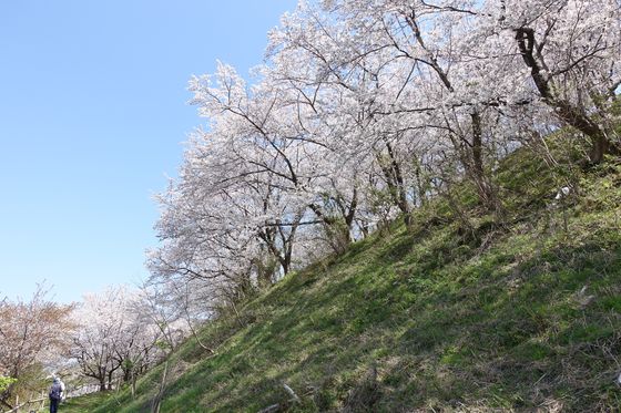 金沢 高尾城 桜