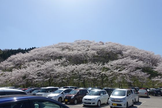 高尾城 桜