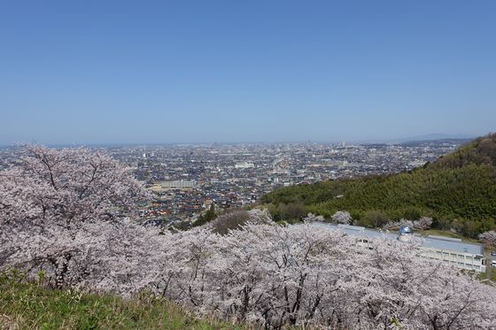 金沢 桜 おすすめ