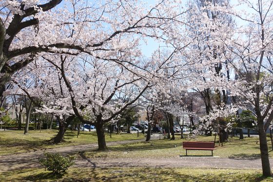 金沢市 玉川公園 桜