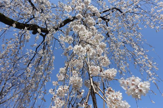 玉川公園 枝垂れ桜