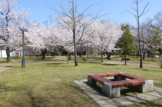 玉川公園 金沢 桜