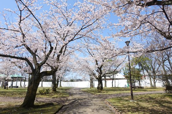 金沢 玉川公園 桜