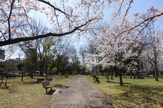 玉川公園 金沢市 桜