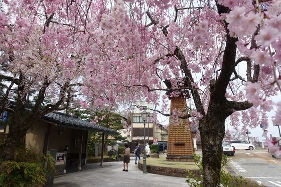 火の見櫓 金沢 桜