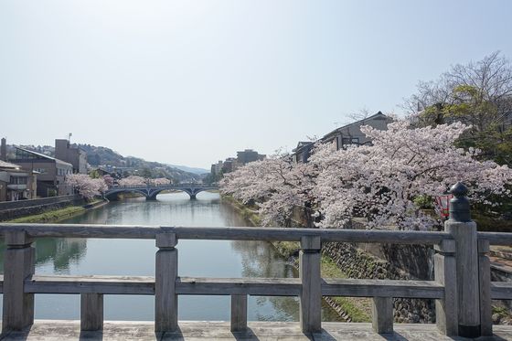 浅野川 中の橋 桜