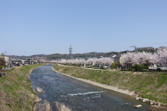 金沢 桜 名所