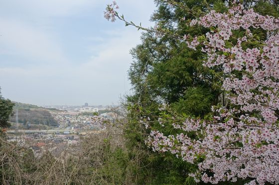 金沢 桜 絶景