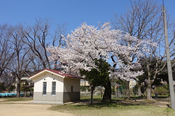 平和町公園 金沢 桜