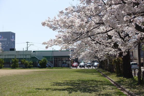 金沢 平和町公園 桜