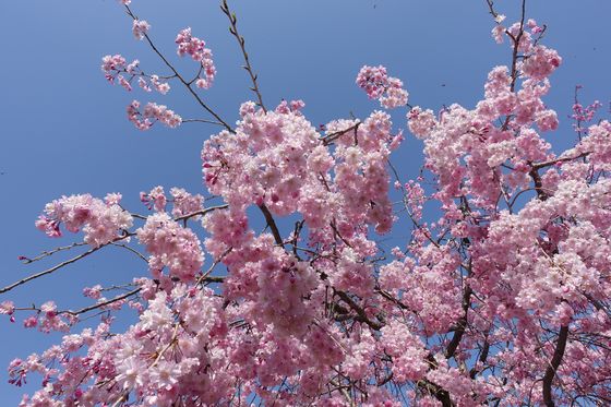 東山河岸緑地 枝垂れ桜