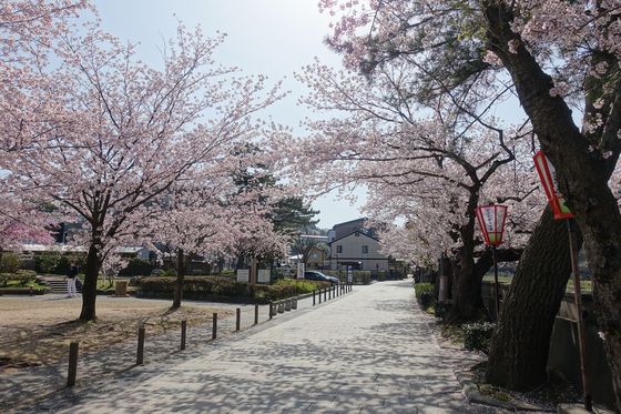 金沢 桜並木