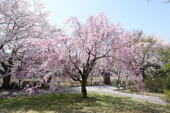 医王の杜公園 枝垂れ桜