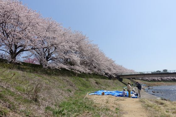 医王の杜公園 桜