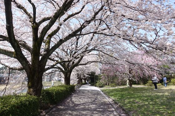 医王の杜公園 桜並木