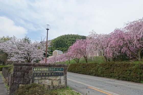 金沢市東部環境エネルギーセンター 桜