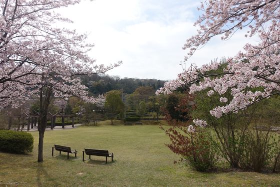 金沢 桜 鳴和台市民公園